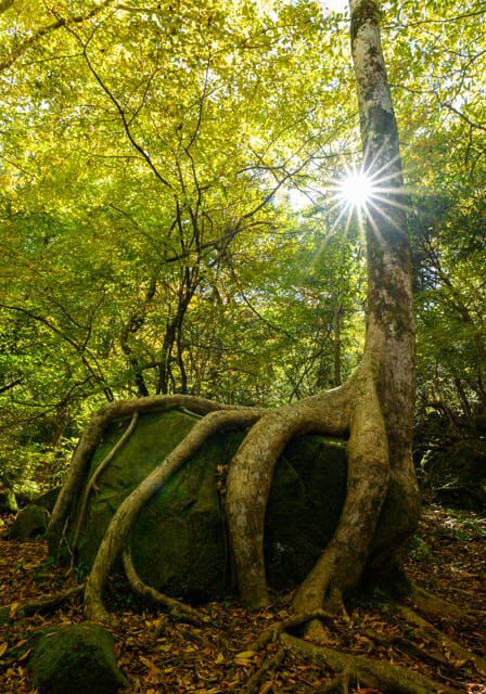 4 Roots of Optimal Health Integration | Biodynamic Natural Healing ...