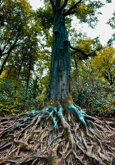 4 Roots of Optimal Health Integration | Biodynamic Natural Healing ...