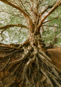 Roots of a tree